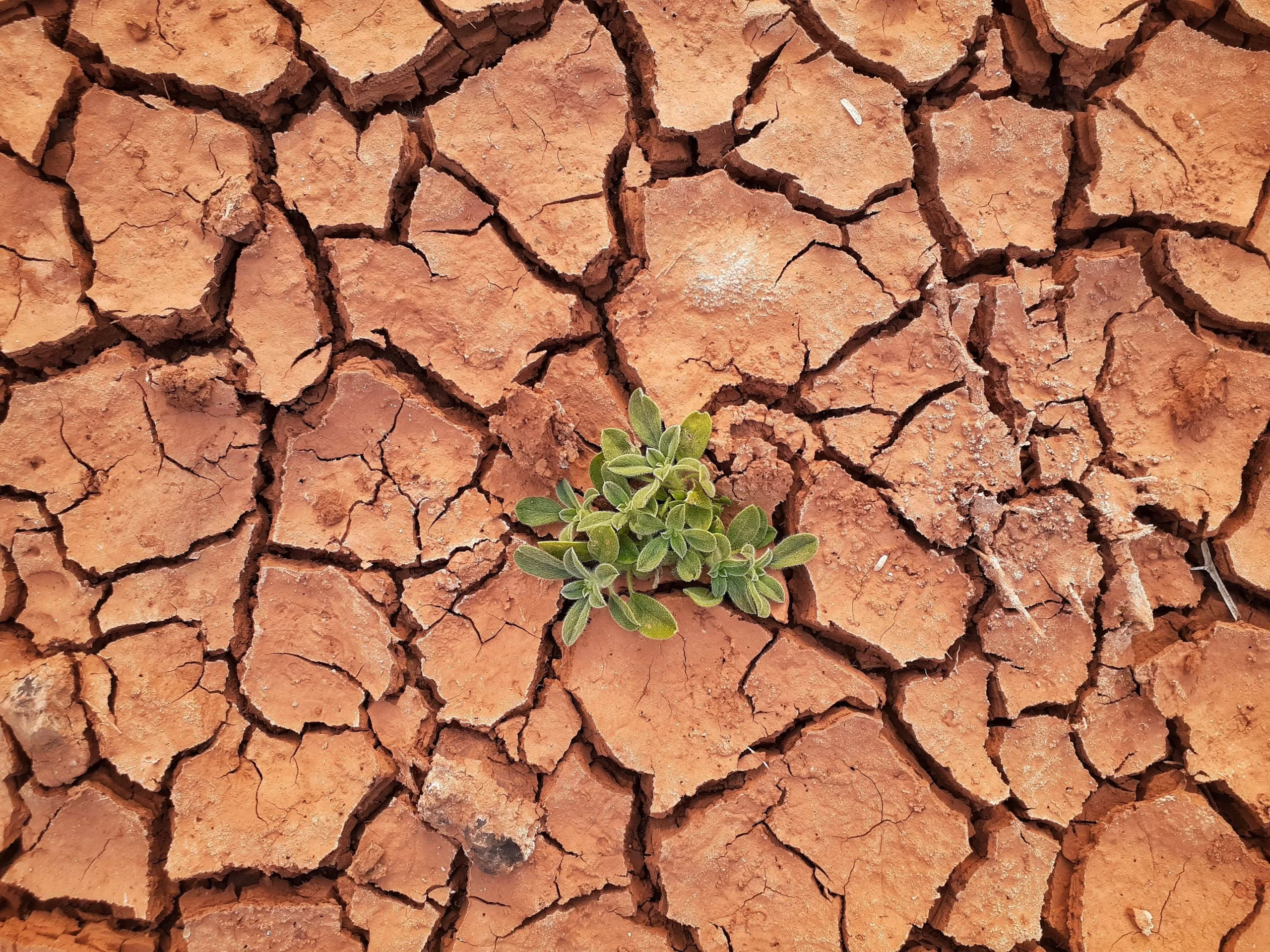 Small plant shoot growing out of dry, cracked land